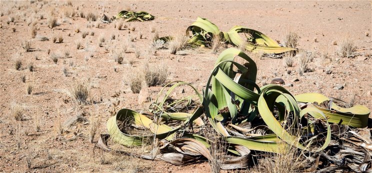 Rájöttek annak a sivatagi növénynek a titkára, amely szinte halhatatlan