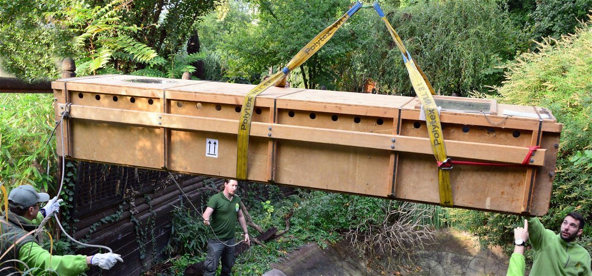 4 méteres, 155 kilogrammos ”szörnyeteg” érkezett a Fővárosi Állatkertbe