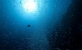 Gigantikus lény bújt elő a tenger mélyéről a kutatók kamerája előtt - nagyon ritkán jelenik meg, csupán hússzor találkoztak vele eddig