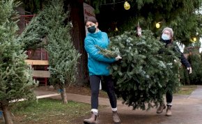 Mennyibe fog kerülni idén a karácsonyfa?