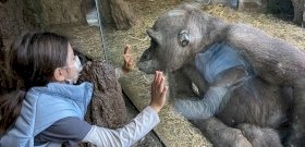 Tömegmészárlásra készülnek az európai állatkertekben, az állatvédők tiltakoznak az embertelen terv ellen