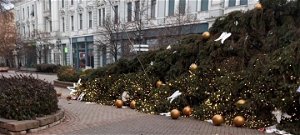 Tomboló szélvihar csavarta ki az ország egyik legszebb karácsonyfáját – fotók