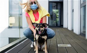Hamarosan elkezdhetik a kutyák és macskák koronavírus elleni oltását is