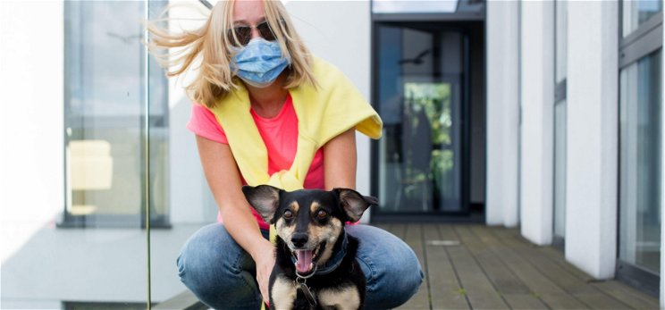 Hamarosan elkezdhetik a kutyák és macskák koronavírus elleni oltását is