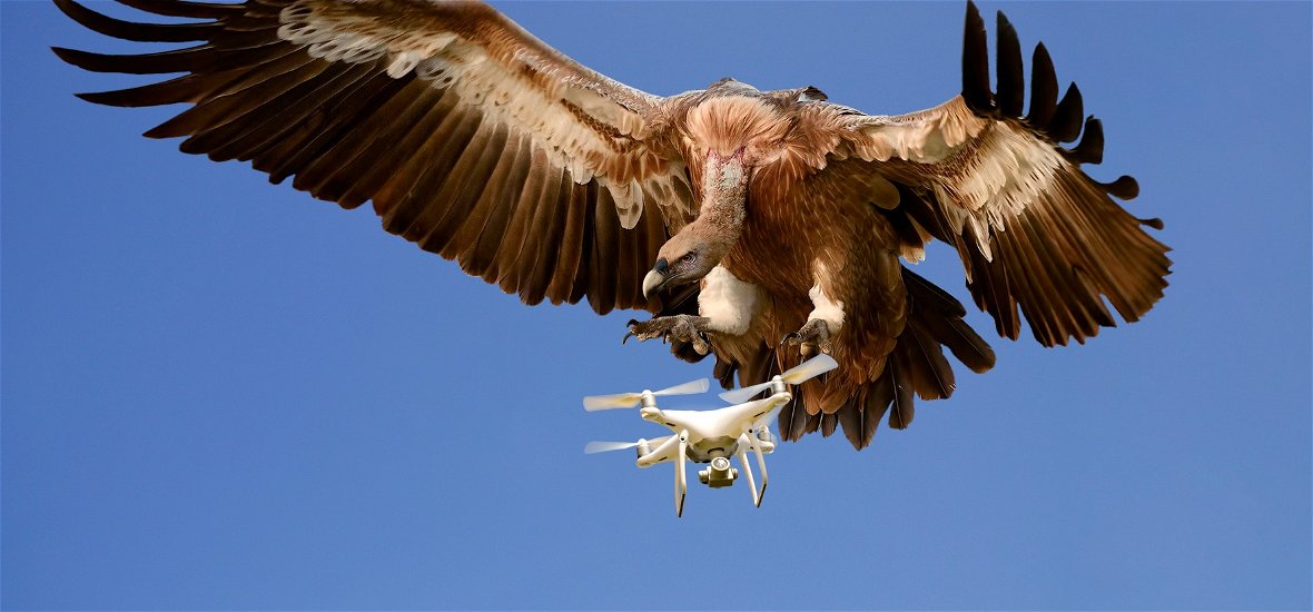 A madarak igazából drónok, amelyek a villanyvezetékekről töltik magukat?