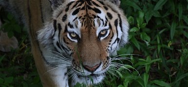 2022 a Tigris éve lesz: idén érdemes belevágnod az álmod megvalósításába