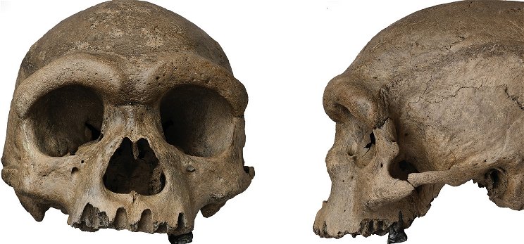 Megtalálták a titokzatos Sárkányember koponyáját, és ez teljesen átírhatja fajunk történetét