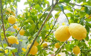 Figyelmeztet a Nébih: a török citrusfélékre mindenképp ügyelniük kell a magyaroknak!