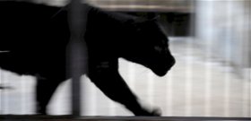 Újra levideózták a fekete párducot Magyarországon? Ezen a helyen láthatták az állatot - videó