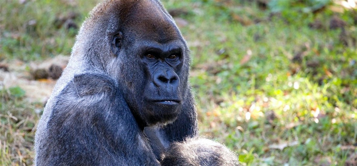 61 éves korában meghalt a világ legidősebb hím gorillája – túlélte a koronavírust is
