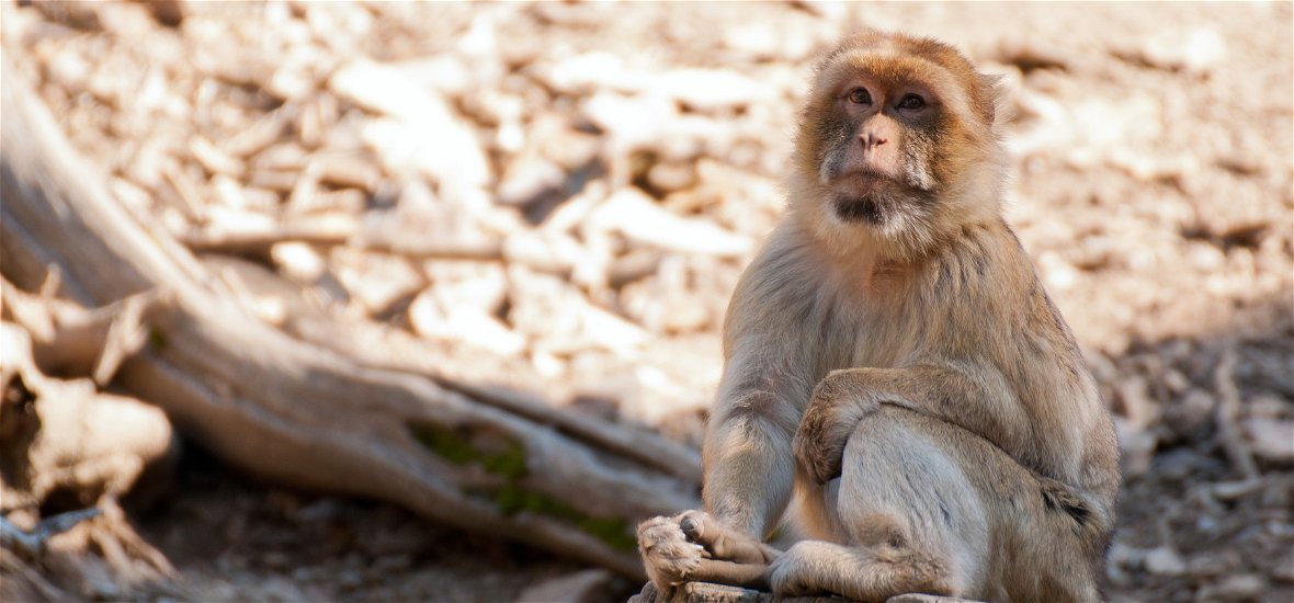 Ez a legaranyosabb videó, amit ma láthatsz – Ledöbben a majom, amikor varázsolnak neki