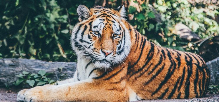 Tigrisekkel akart bulizni az állatkertben - rosszul sült el a móka