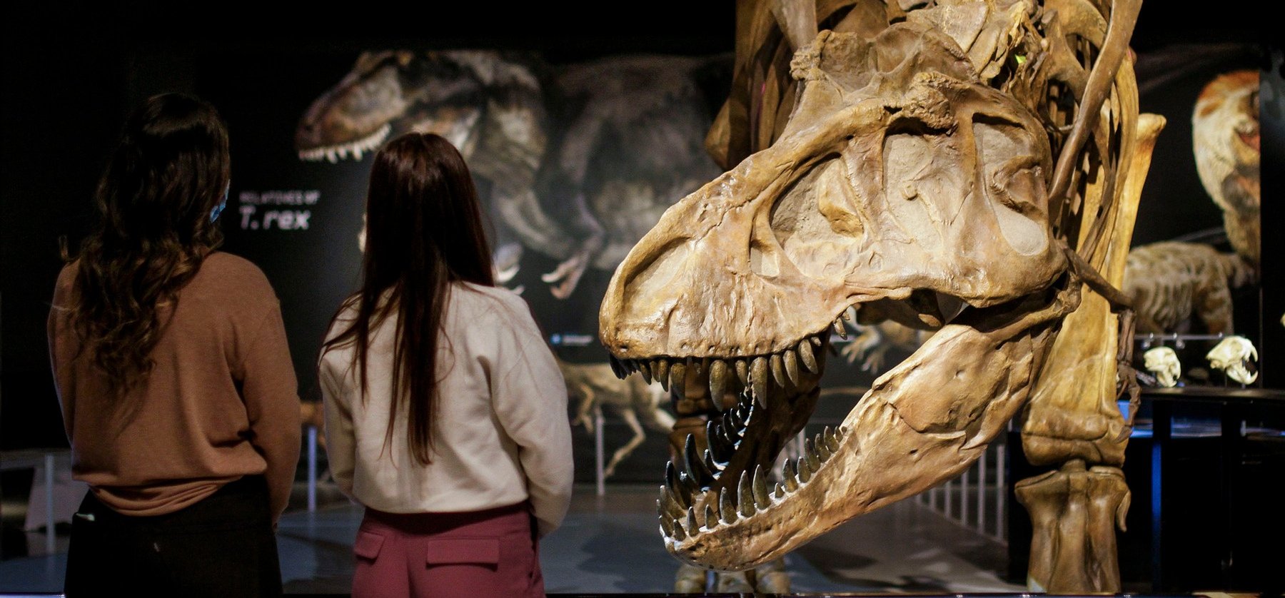 Három fajtája lehetett a T-Rexnek egy új kutatás szerint