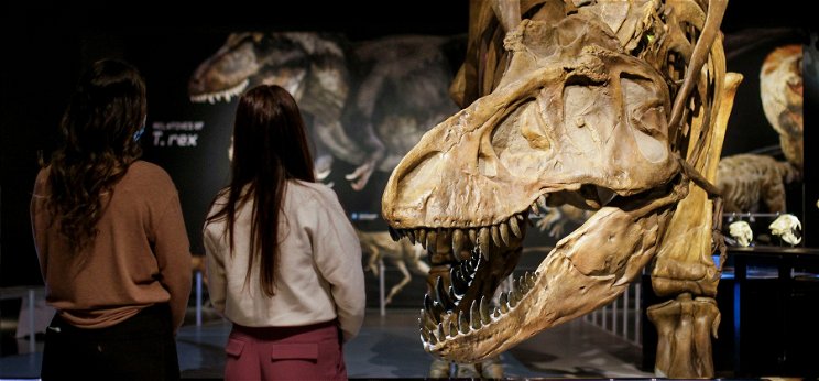 Három fajtája lehetett a T-Rexnek egy új kutatás szerint