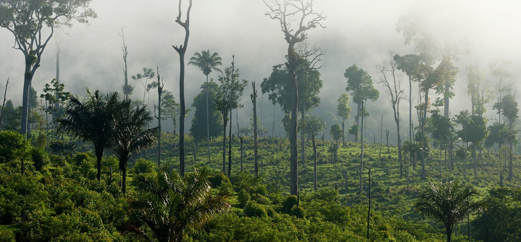 Horrorisztikus: csont és bőr gyerekek bukkantak elő az amazonasi dzsungel mélyéről