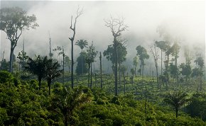 Horrorisztikus: csont és bőr gyerekek bukkantak elő az amazonasi dzsungel mélyéről
