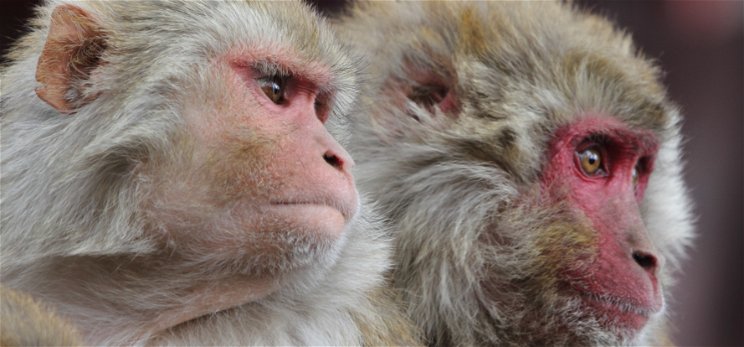 Borzasztó: sikeres fejátültetést hajtottak végre majmokon – jöhetnek az emberek?