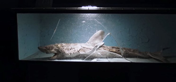 Felkavaró dolgot találtak egy évek óta elhagyatott akváriumban, ez maga a horror - videó