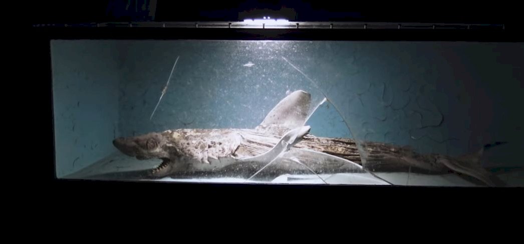 Something disturbing has been found in an aquarium that has been abandoned for years, it is a horror in itself