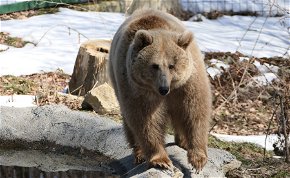 Az orosz medve megölte az ukrán medvét - Szomorú hírt jelentettek be