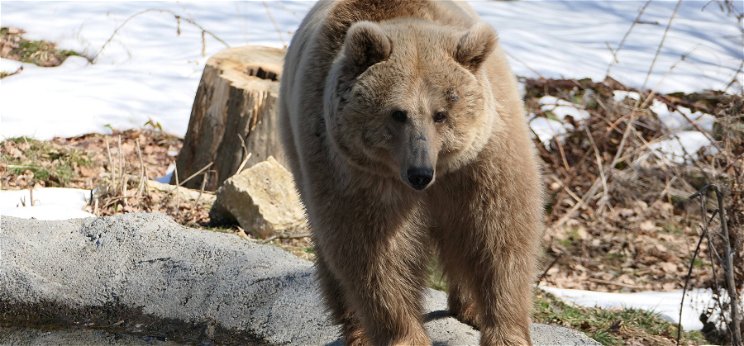 Az orosz medve megölte az ukrán medvét - Szomorú hírt jelentettek be