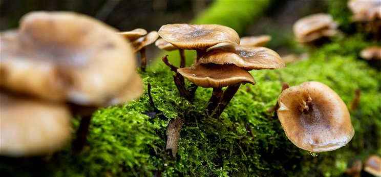 Rejtély és misztikum – mit tanulhatunk a gombák világától?