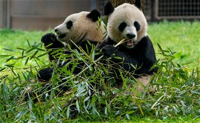 Ezek a pandák akkorák, hogy már az űrből is látszanak