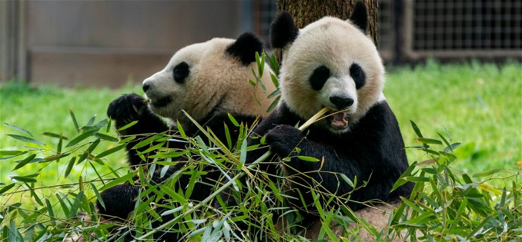Ezek a pandák akkorák, hogy már az űrből is látszanak