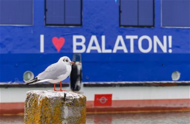 A Balatonon szeretnél nyaralni? Eléggé rossz híreket kaptak a magyarok