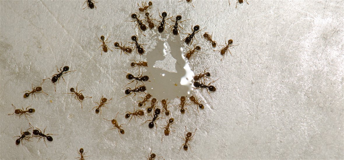 Mit keverjünk a szódabikarbónához, hogy az tényleg elriassza a hangyákat?