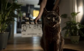 Saját macskájába szerelmes a fiatal, magyar szépség, akiről a legújabb magyar film, a Cicaverzum szól