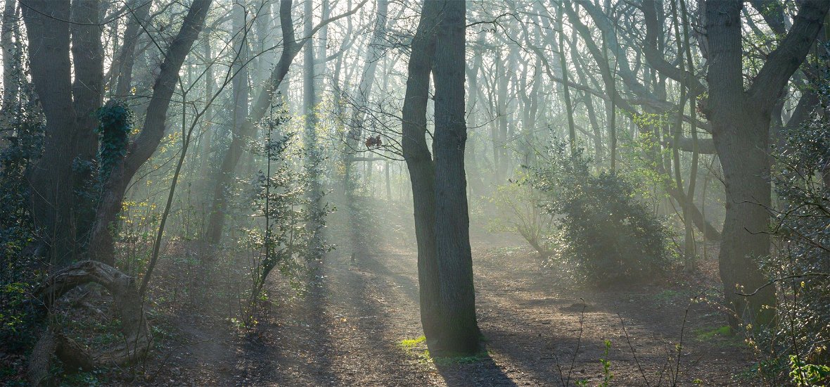Rejtélyes óriás vadállat kószál a Pilisben, az erdészek figyelmeztetést adtak ki