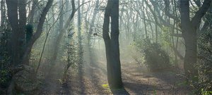 Rejtélyes óriás vadállat kószál a Pilisben, az erdészek figyelmeztetést adtak ki