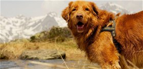 Hogyan túrázzunk kutyával? Mutatunk 3 kutyabarát látványosságot és túraútvonalat, amiről nem is gondoltad volna, hogy kedvenceddel is megnézheted