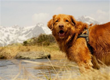 Hogyan túrázzunk kutyával? Mutatunk 3 kutyabarát látványosságot és túraútvonalat, amiről nem is gondoltad volna, hogy kedvenceddel is megnézheted