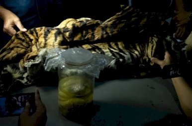 A szumátrai tigris bundája és a négy magzat