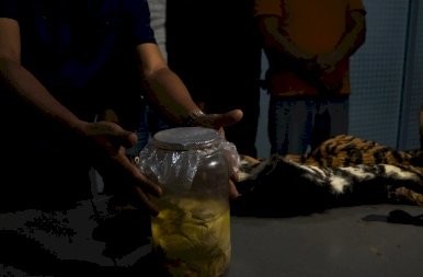 A szumátrai tigris bundája és a négy magzat