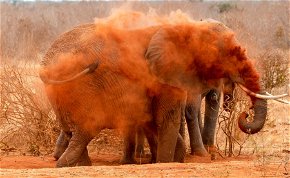Miért szeretik beborítani magukat narancsszínű porral az elefántok? Megvan a válasz!