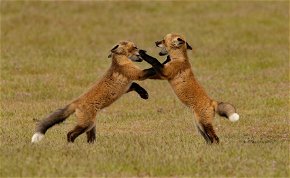 Édes rókák testvér harca