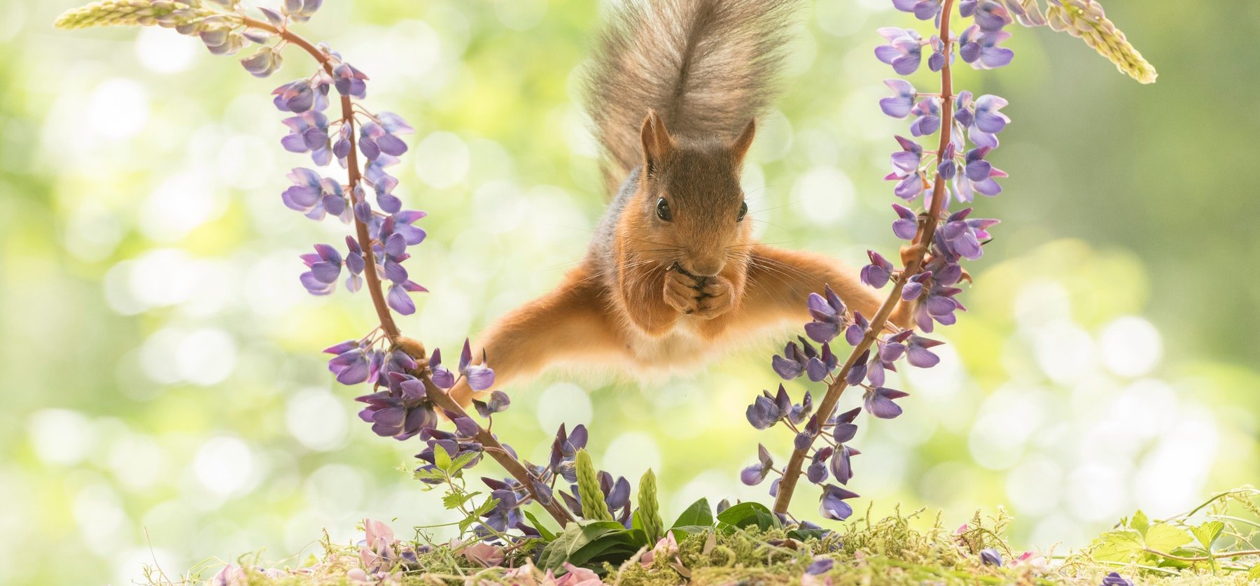 Reszkethet Van Damme: ez a cuki mókus úgy spárgázik, mint egy igazi akcióhős! – képek