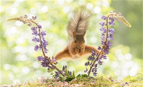 Reszkethet Van Damme: ez a cuki mókus úgy spárgázik, mint egy igazi akcióhős! – képek