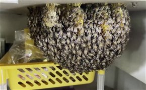 Méhek lepték el egy étterem konyháját, és nem is akarják kirakni őket - fotók