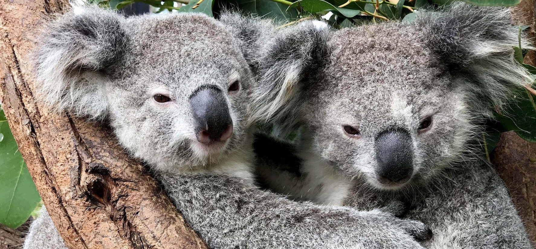 Kihalhatnak a koalák? Nagyon visszaesett a tündéri növényevők száma – fotók