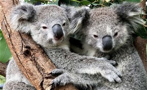 Kihalhatnak a koalák? Nagyon visszaesett a tündéri növényevők száma – fotók
