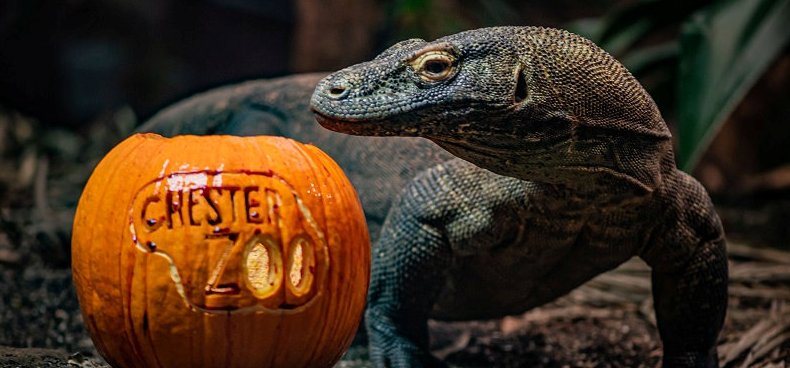 Ilyen egy állati halloween party: láttál már tökös tarantulát? – képek