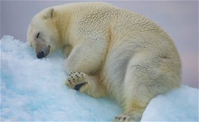 10-ből 9 jegesmedve a jégágyat ajánlja, te kipróbálnád? – képek