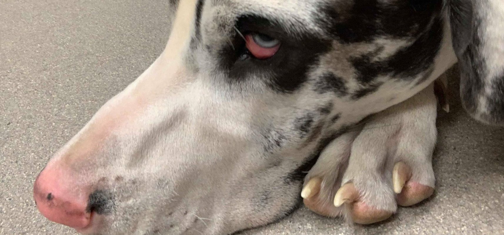 Íme a kutya, aki egy horror filmben is szerepet kaphatna a 70 fogával – fotók