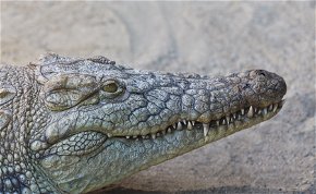 Hátborzongató képek – így nézett ki a férfi a krokodiltámadás után (18+)