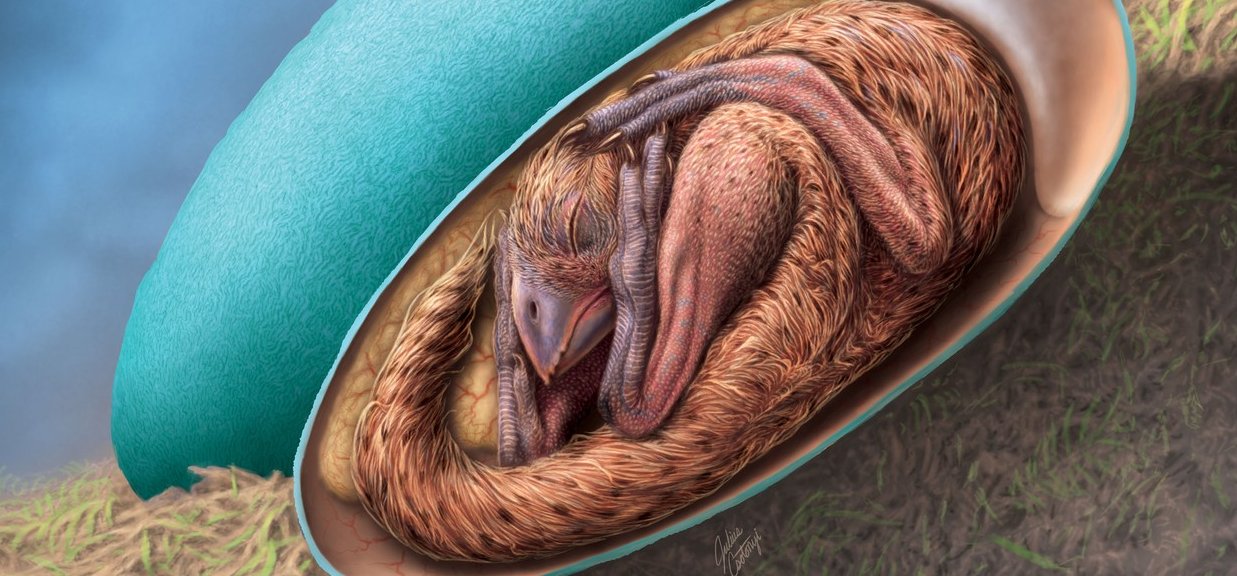 Elképesztő felfedezés: olyan dinoszaurusz embrióra bukkantak, ami rengeteg kérdést megválaszolhat – képek