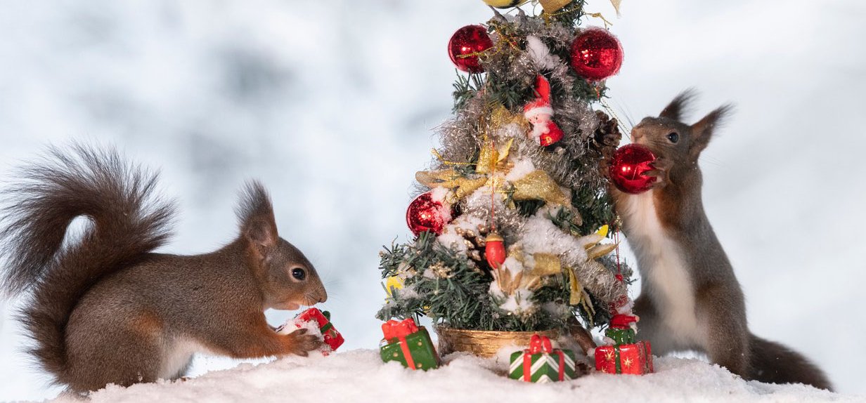 Ünnepi cukiság: ezeknél a szőrös kis mókusoknál már áll a karácsonyfa, és nálatok? – galéria